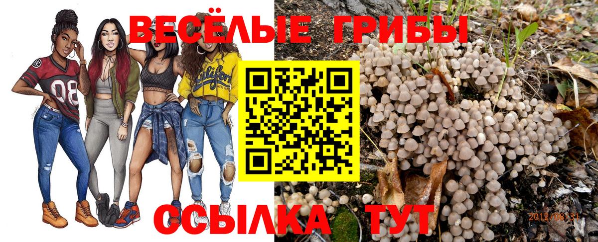 Псилоцибиновые грибы Psilocybine cubensis  Пермь 